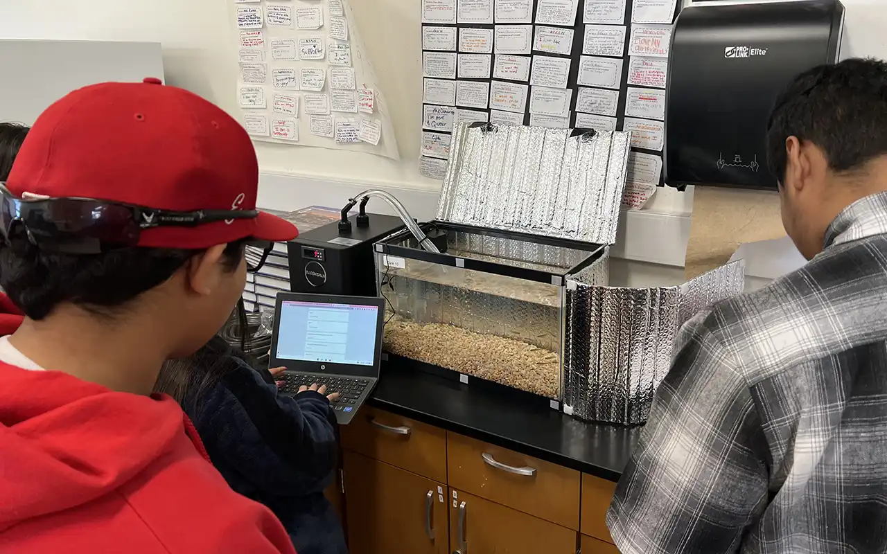 Students in a high school classroom observe a fish tank with salmon fry in it, and log data on an open laptop.