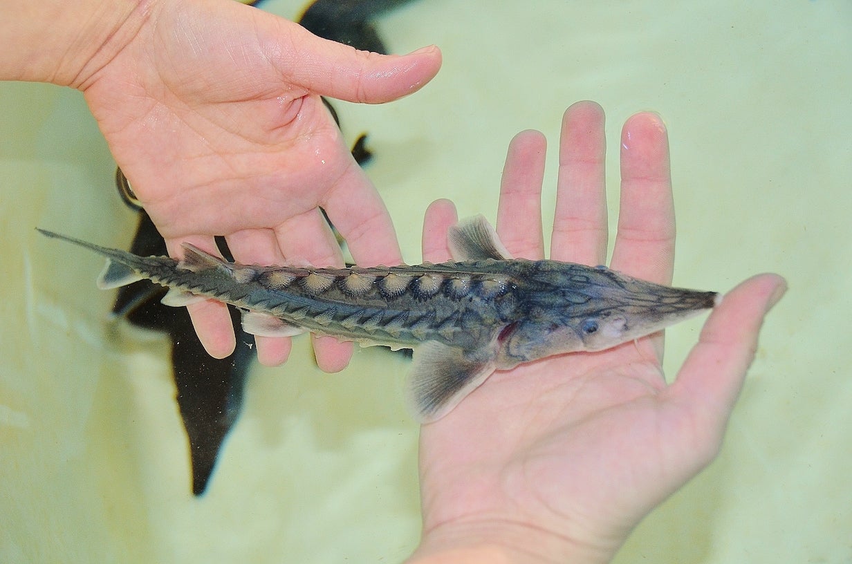 juvenile sturgeon in hands