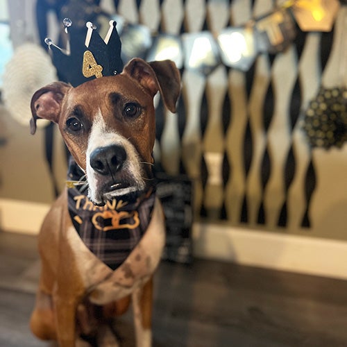 Dog with a birthday crown says "4"
