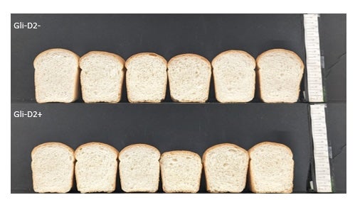 two rows of six bread loaves on a black background