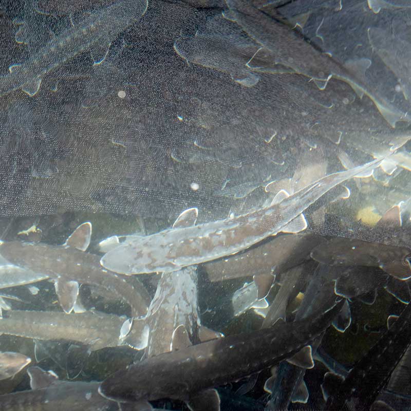View looking down into a tank teeming with white sturgeon