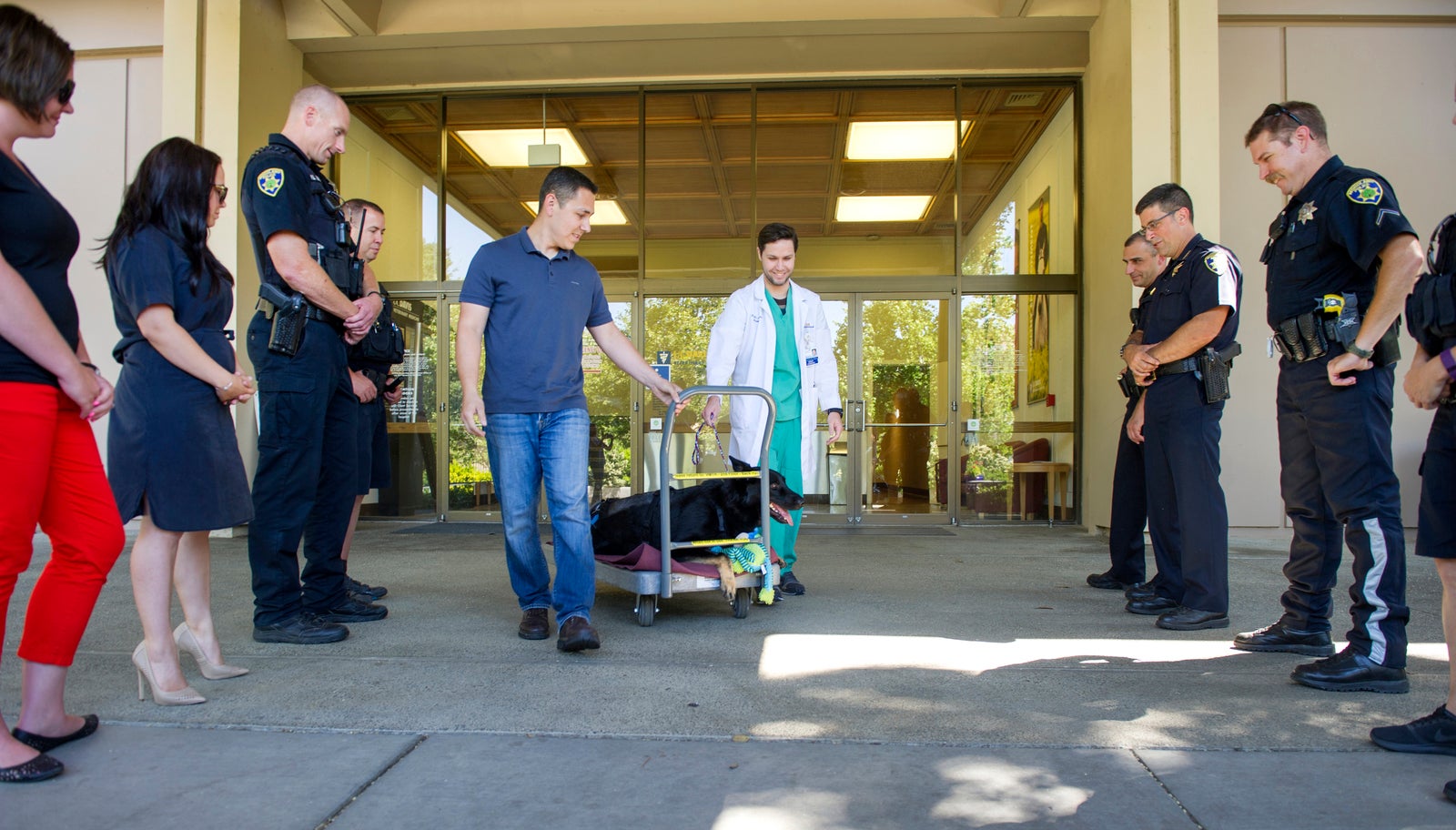 Dog leaving UC Davis Veterinary Hospital.