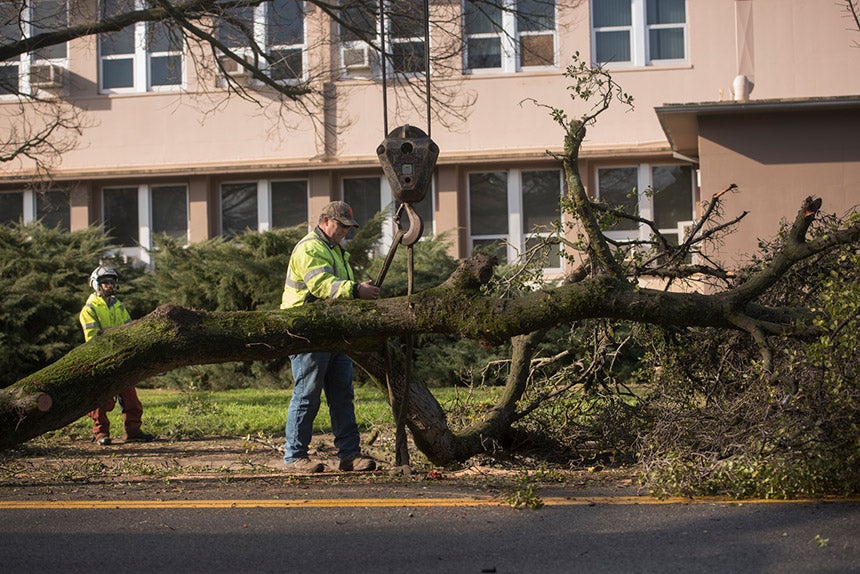 A worker attaches a crane to a tree.