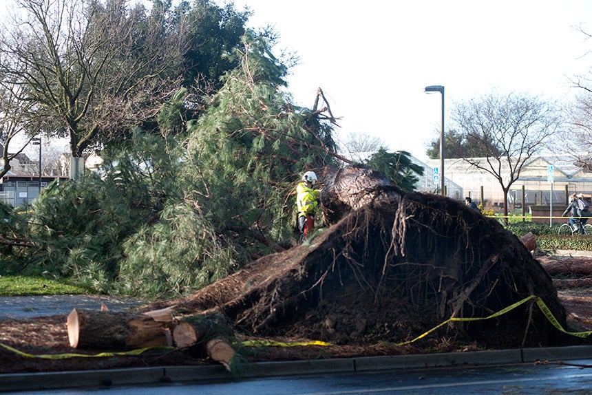 A tree in Parking Lot 35 fell.