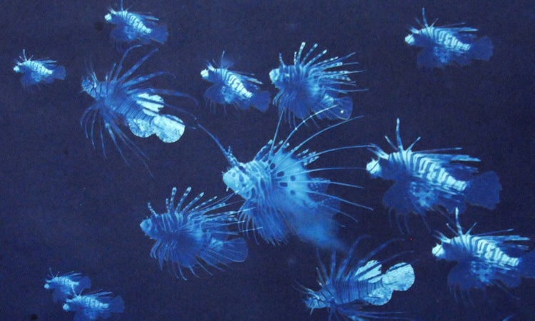 "Filty water cannot be washed" cyanotype