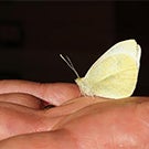 Cabbage white butterfly