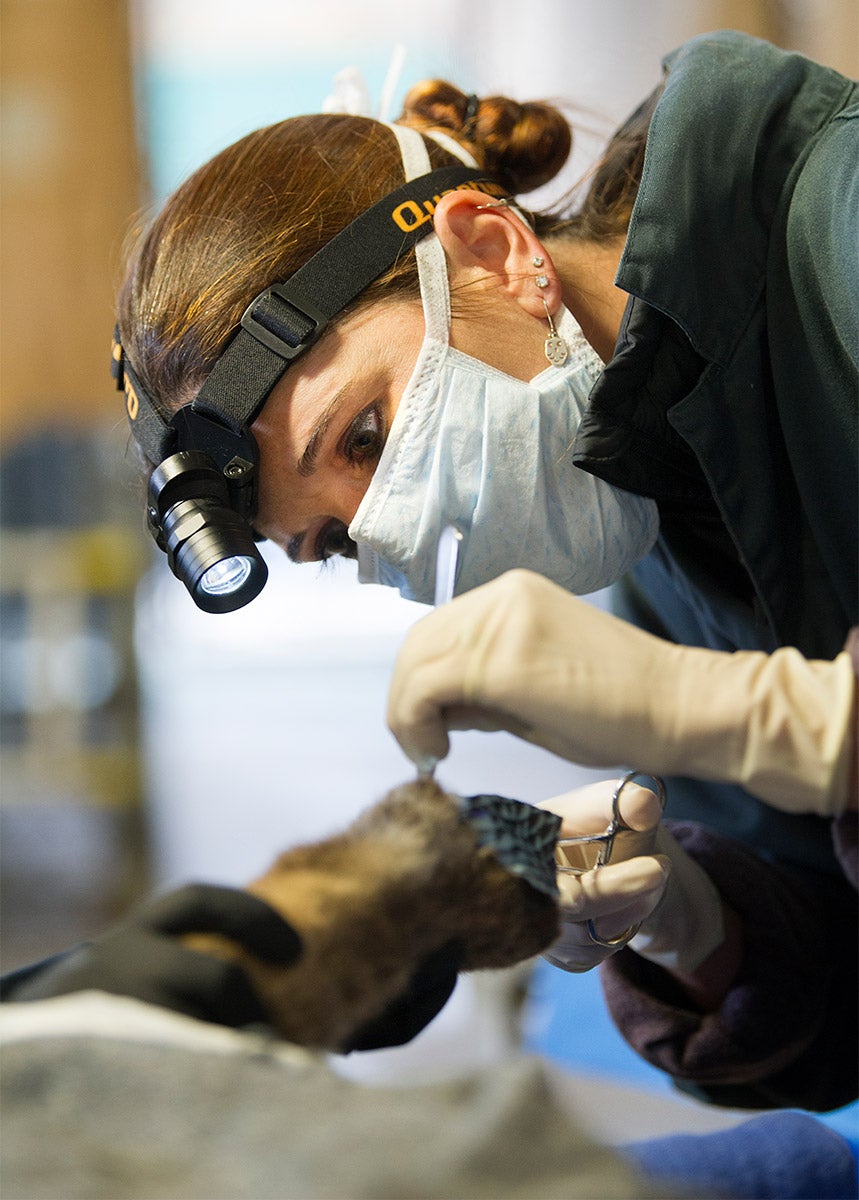 Jamie Peyton applies tilapia skin to a mountain lion.