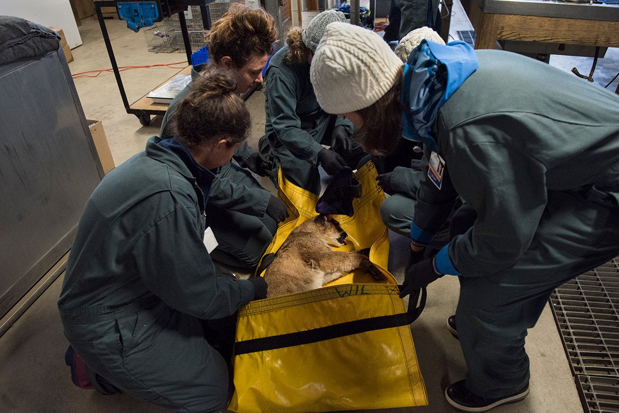 The mountain lion being moved.