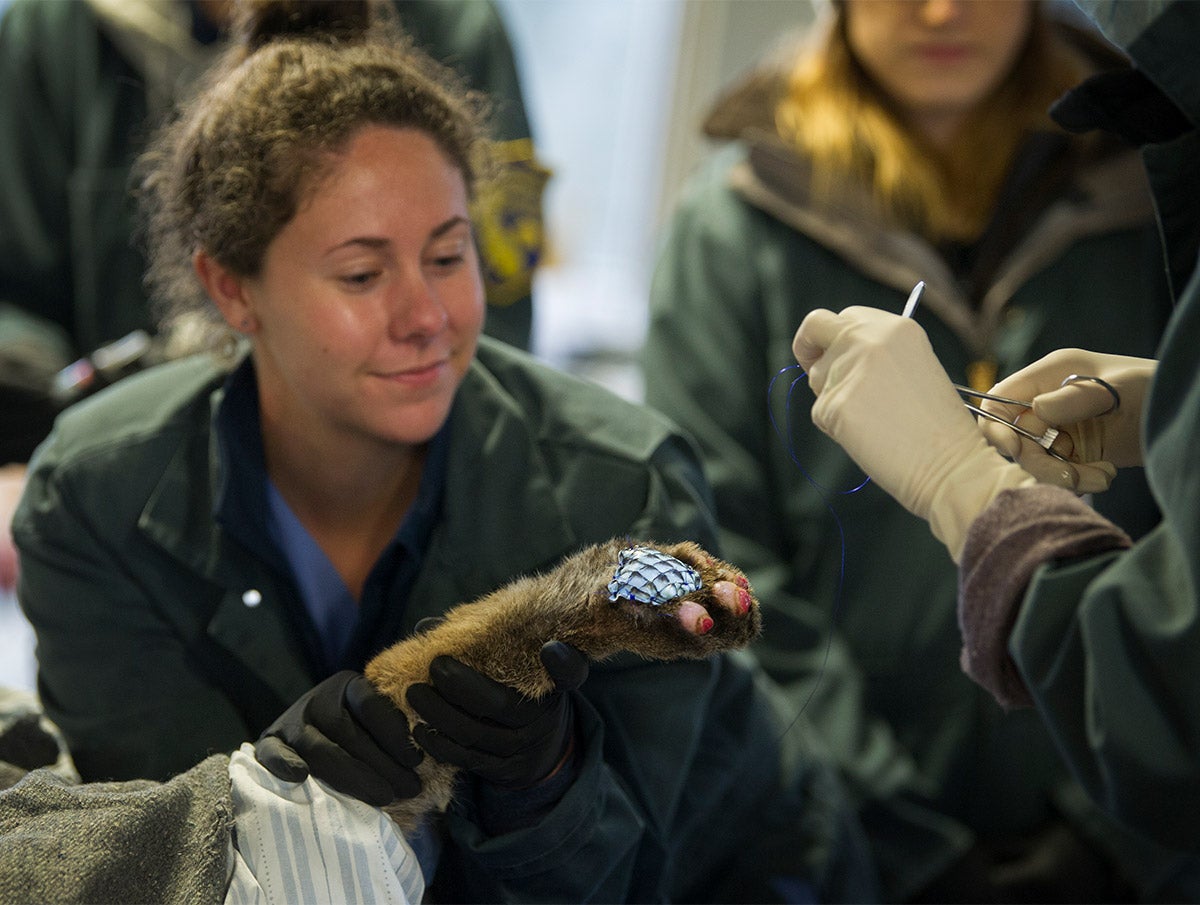 Tilapia is attached to the mountain lion's paw.