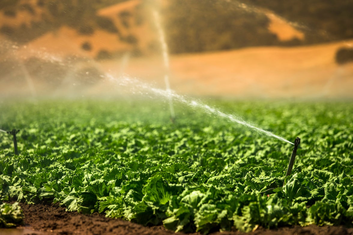irrigating crops on sunny day