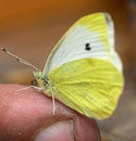 Cabbage White Butterfly