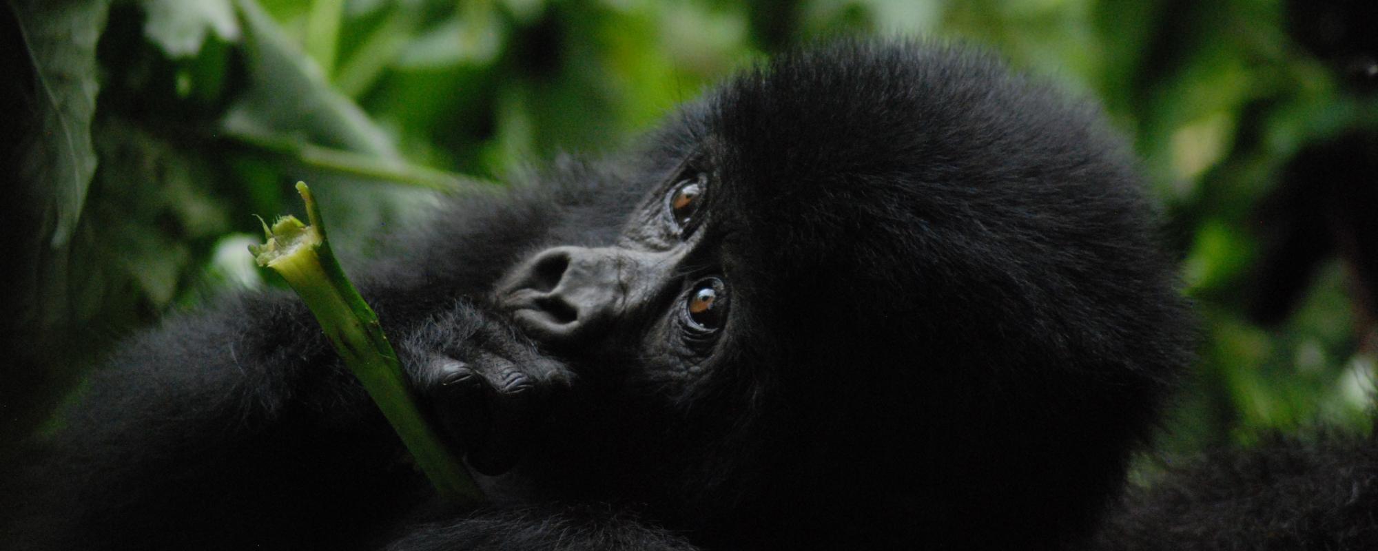 Baby mountain gorilla