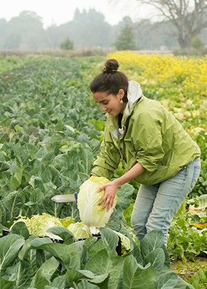 A woman picks cabbage