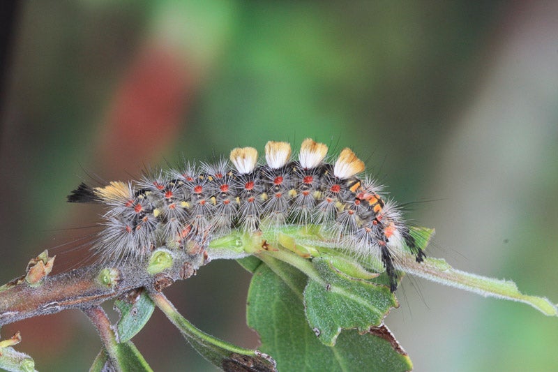 Caterpillar on leaf
