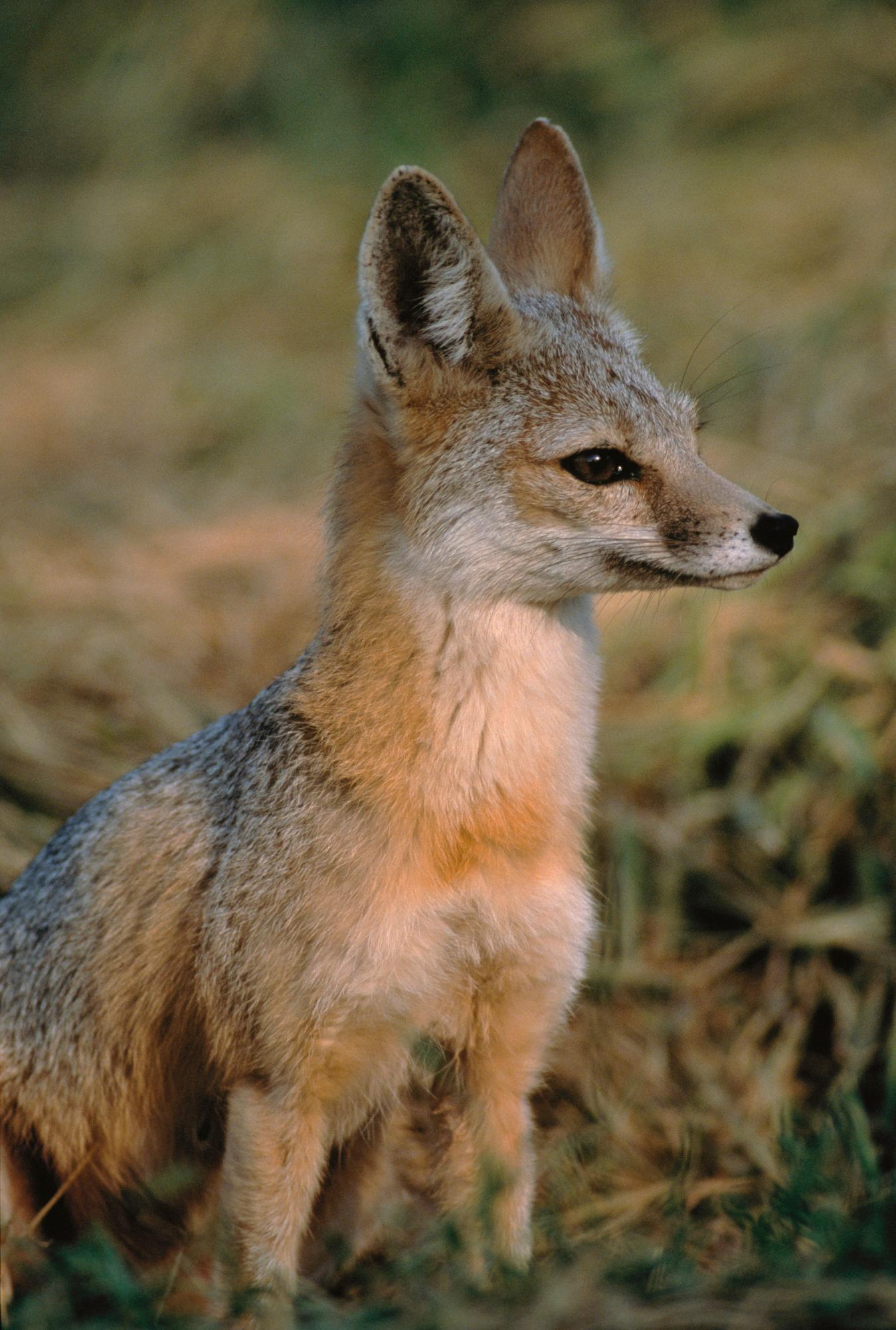 San Joaquin kit fox