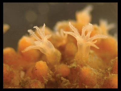 cryptophyton jedsmithi