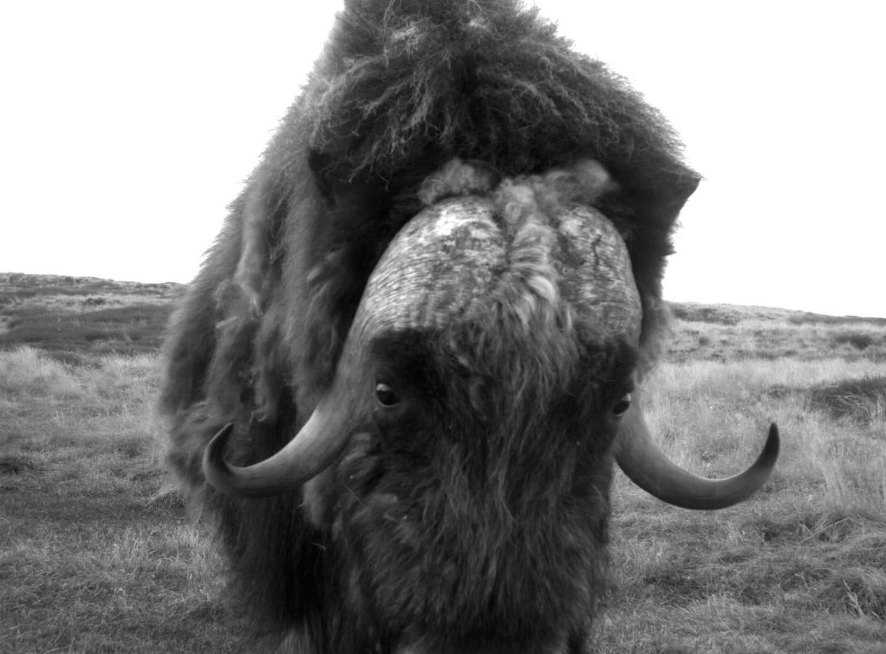 musk ox