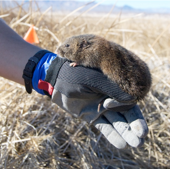 Amargosa vole