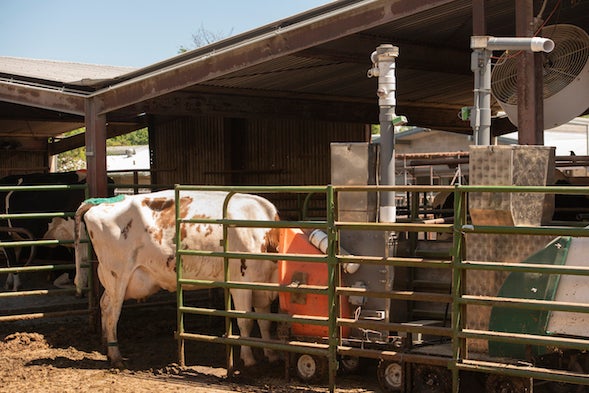 Cows eat while methane measured
