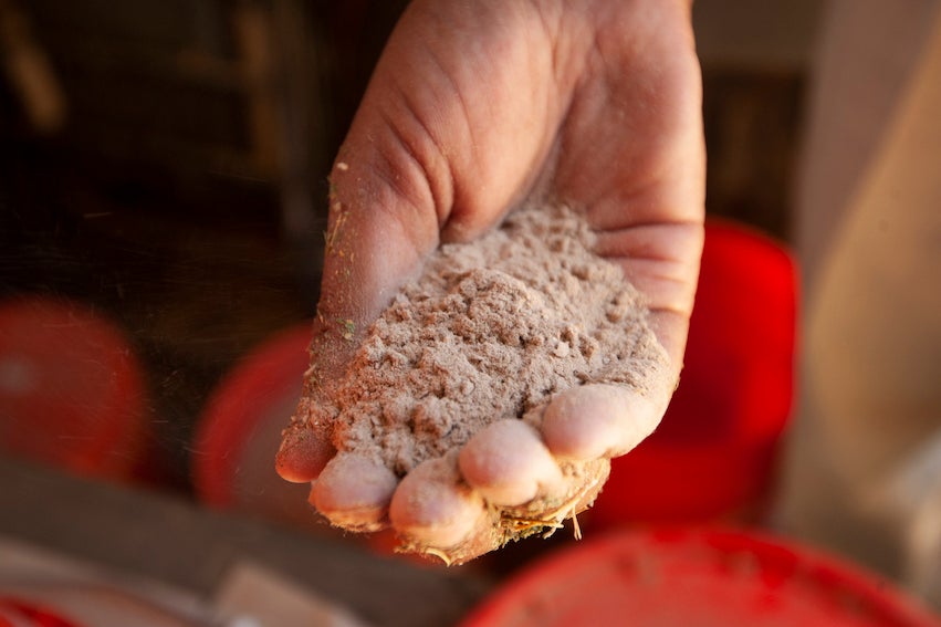 Seaweed additive for cattle feed