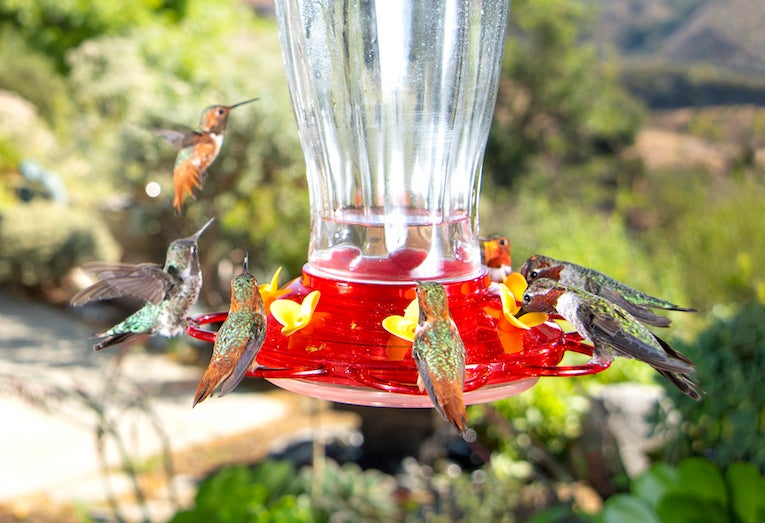 hummingbirds at feeder