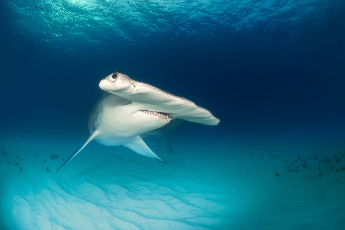 hammerhead shark