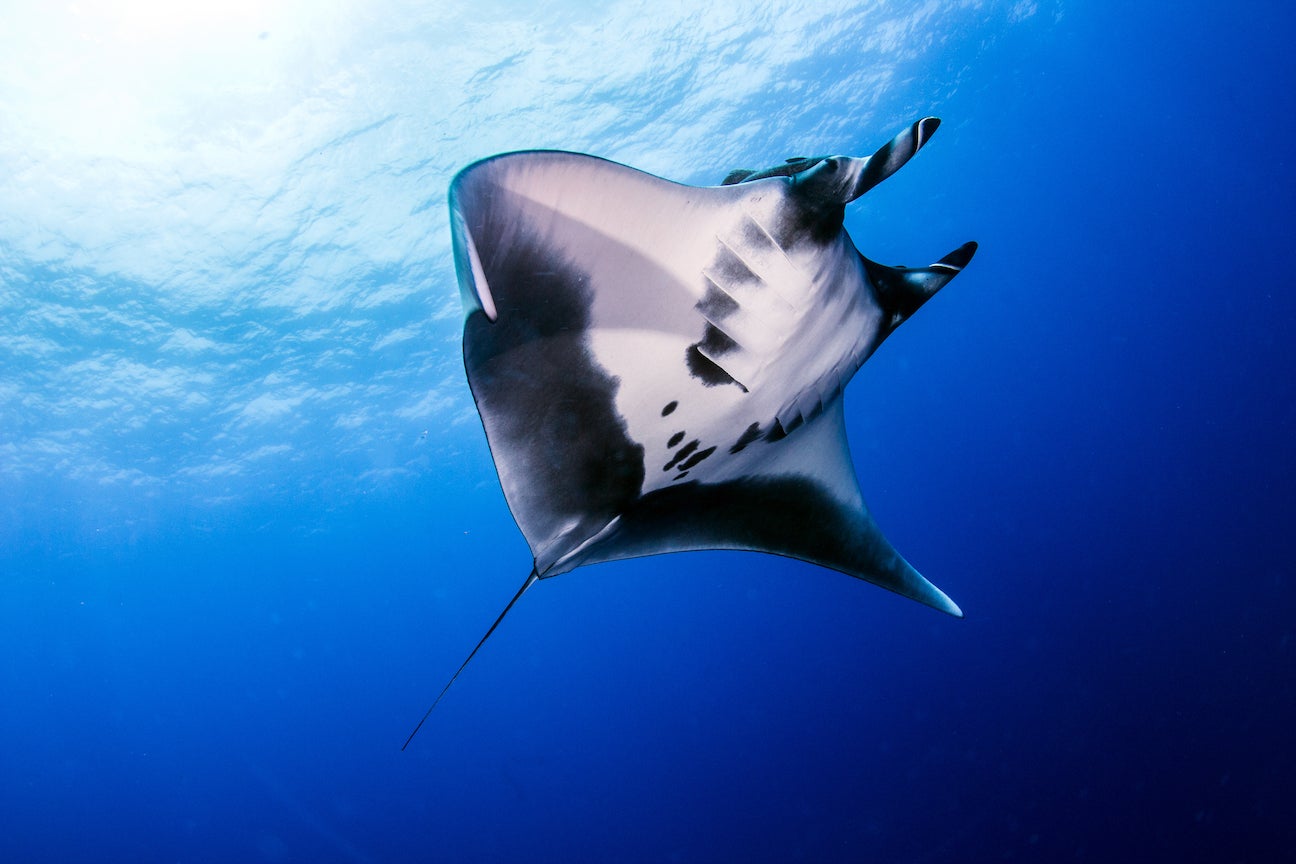 manta ray