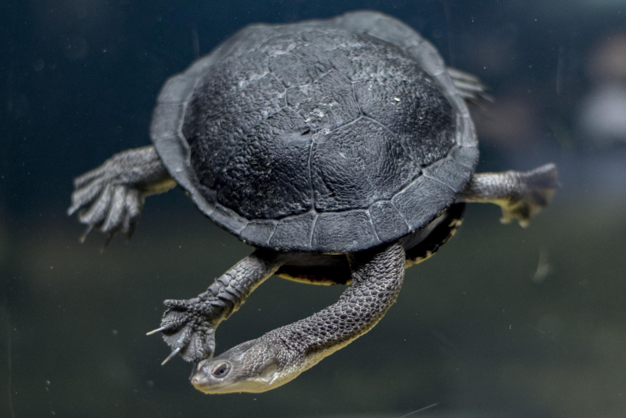 Snake-necked turtle