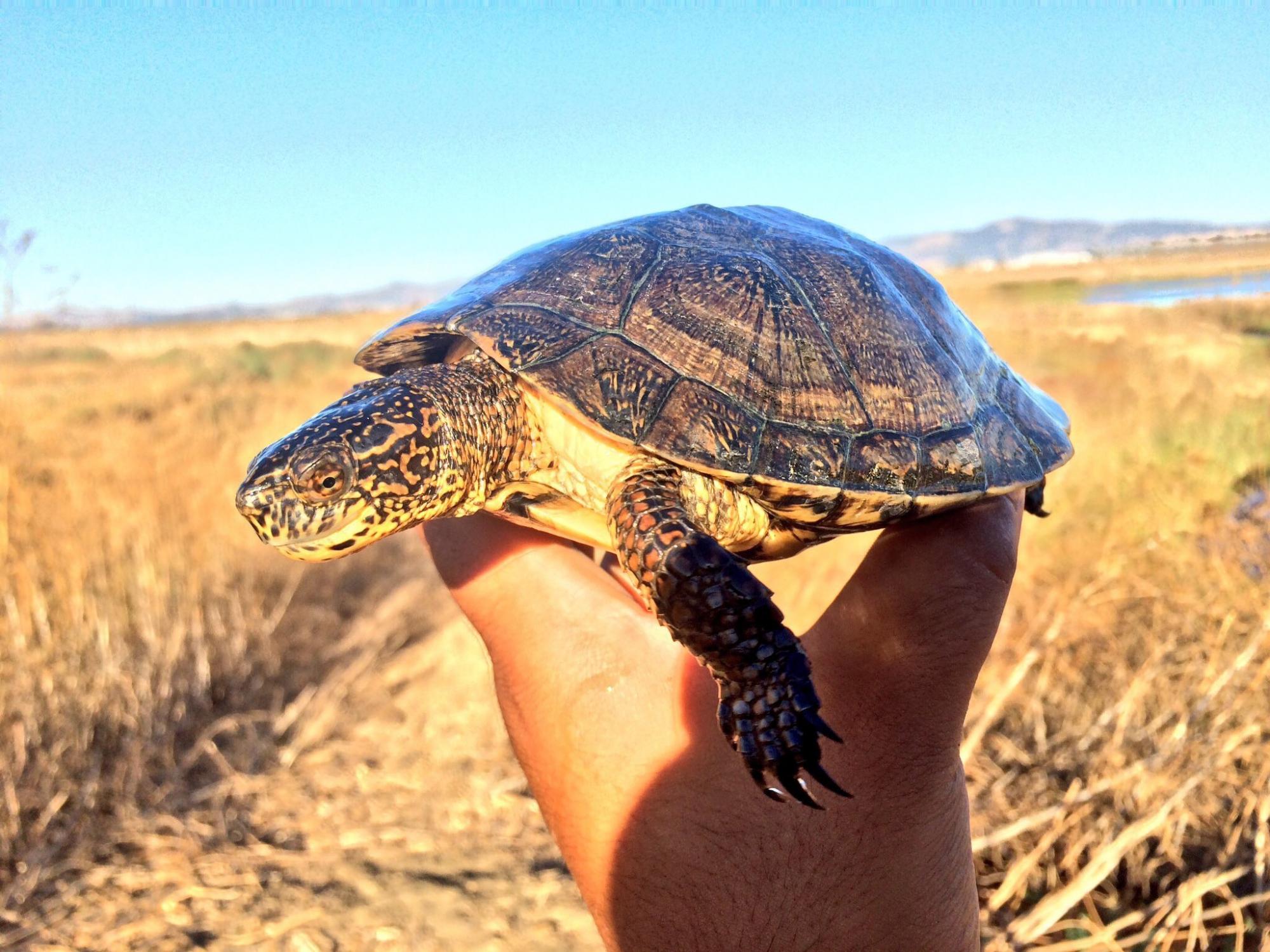 Western Pond Turtle