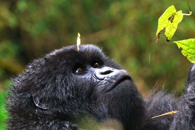 Baby Twitabweho, a mountain gorilla in Rwanda, looks at a leaf on a tree