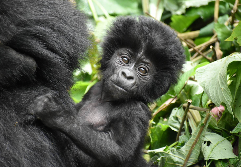 Infant mountain gorilla