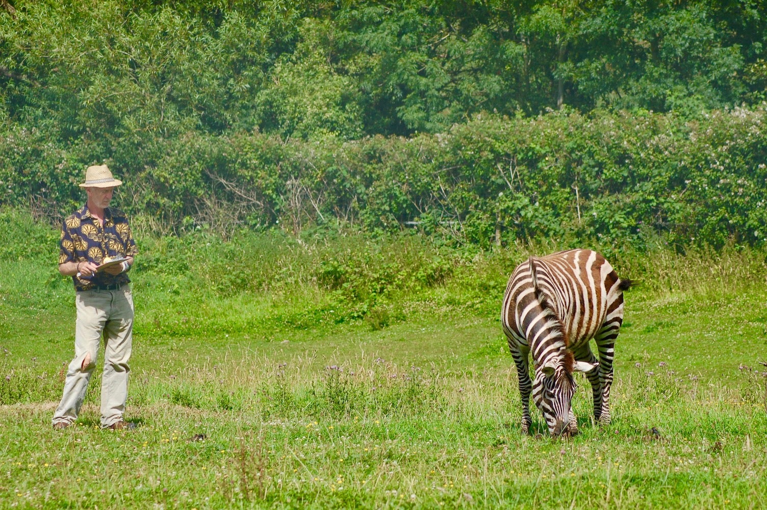 Biologist observes zebra in Britain