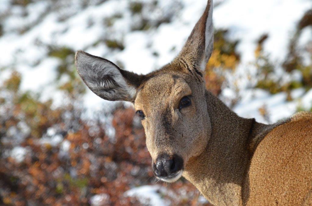 Huemul deer