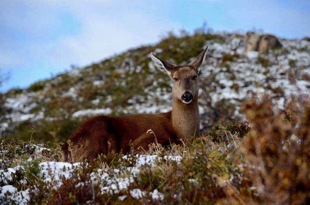 Huemul deer