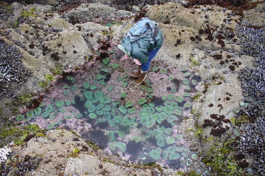 Scientist looks in tidepool of anemones