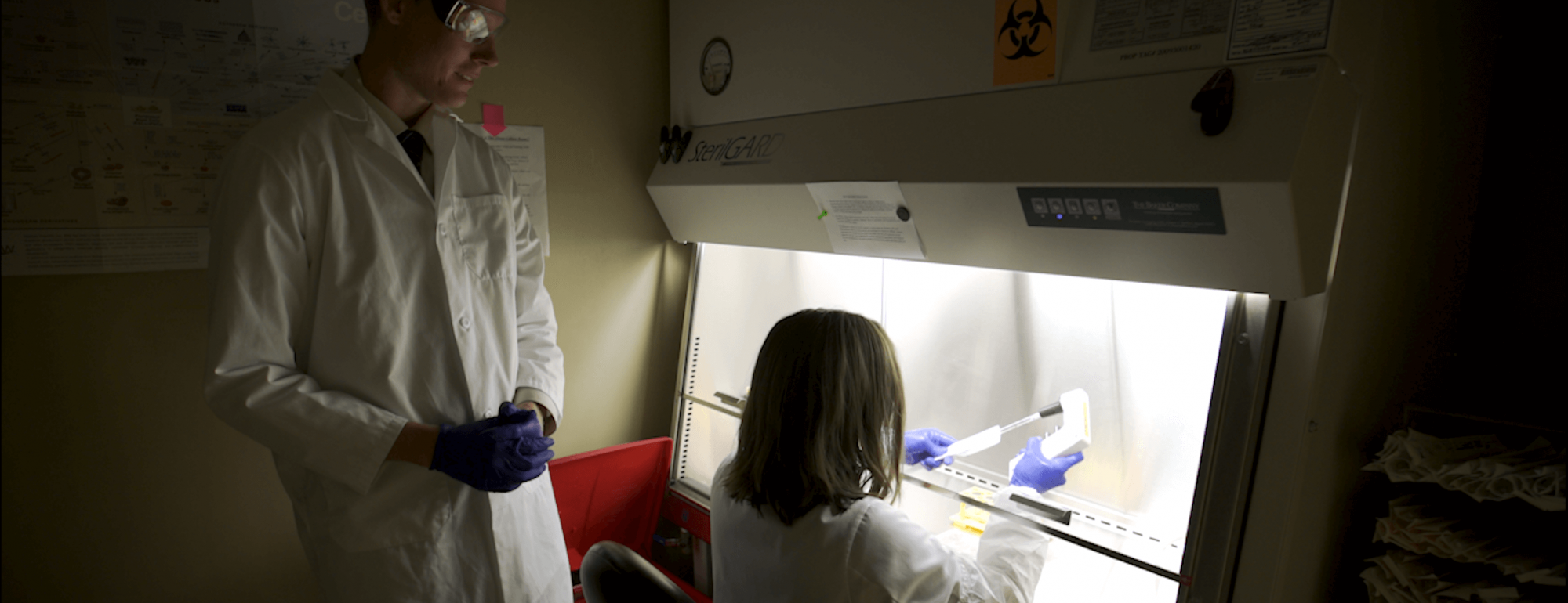 researchers grow organoids