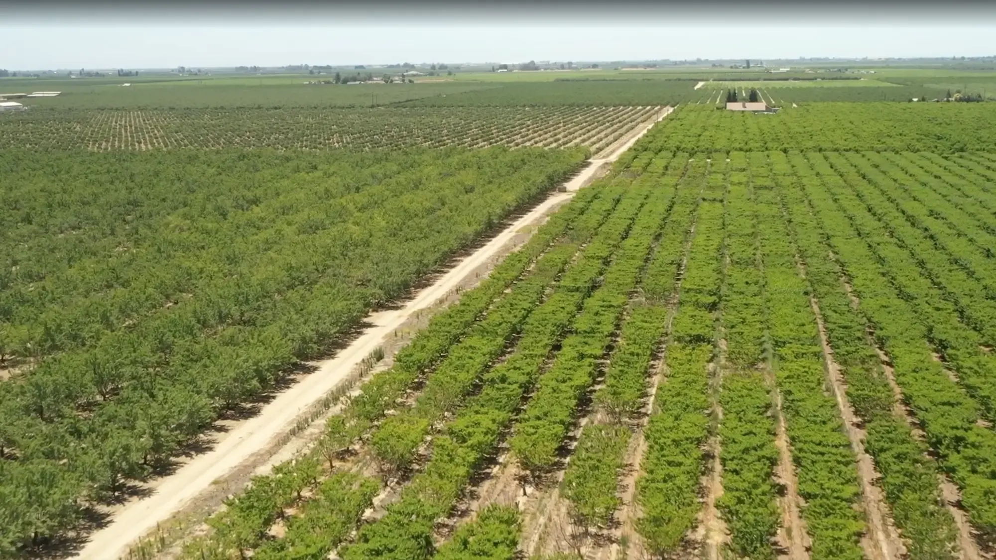 aerial view of a green plant on a farm in California