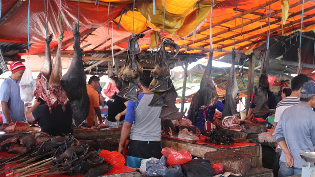 Bats hang from market in Indonesia