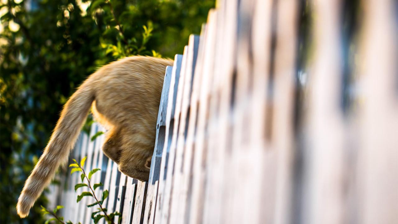 Photo of cat climbing over fence.