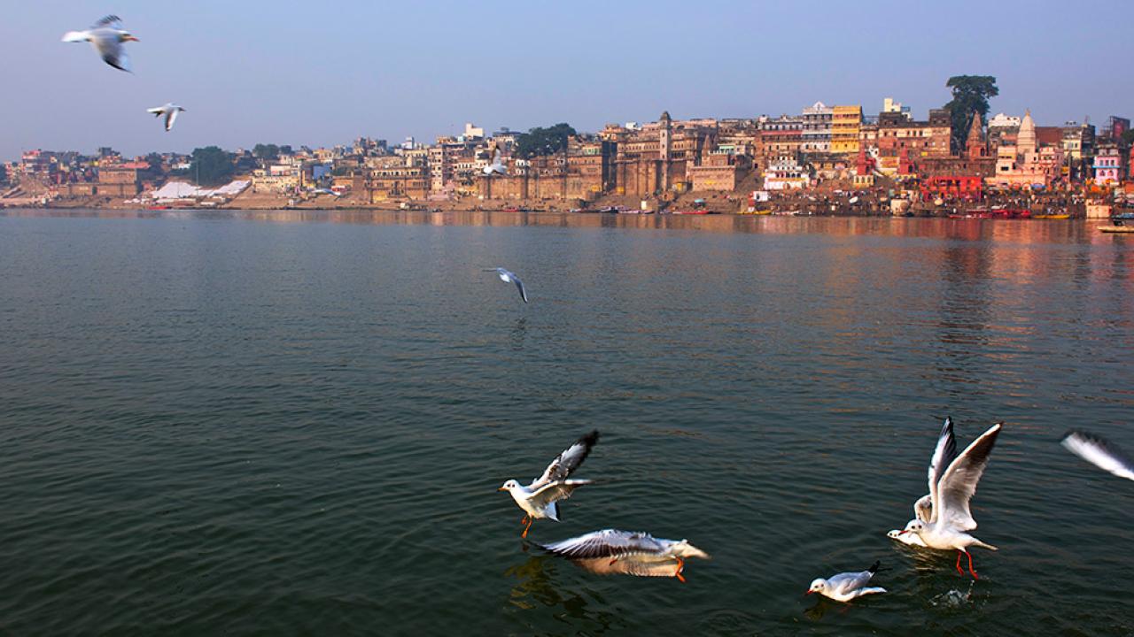 Gulls fly around and land on the Ganges at Varanasi.