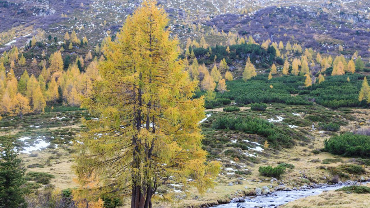Scenic: creek in the high country