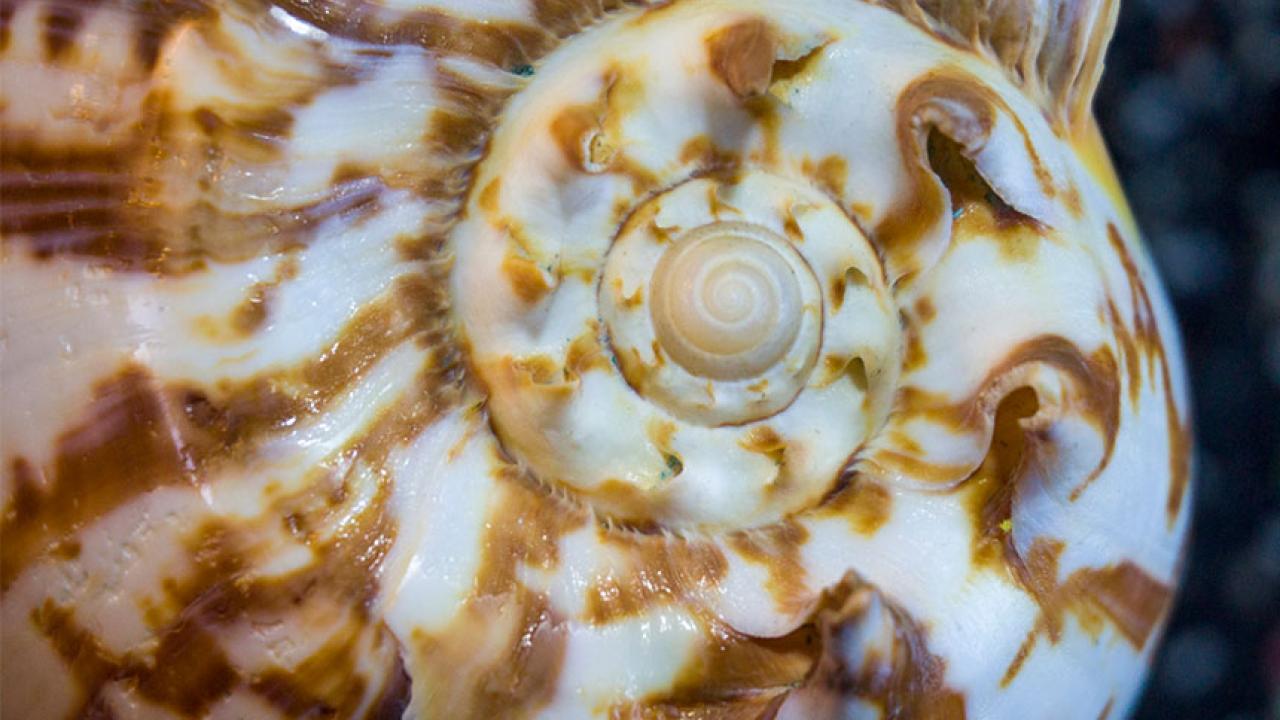 A close-up photo of a sea shell