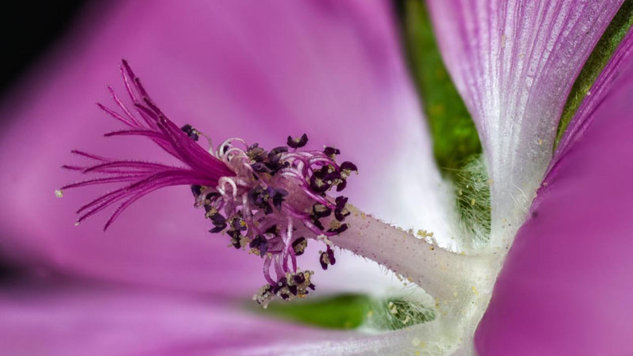 Anther Column Malva Moscshata