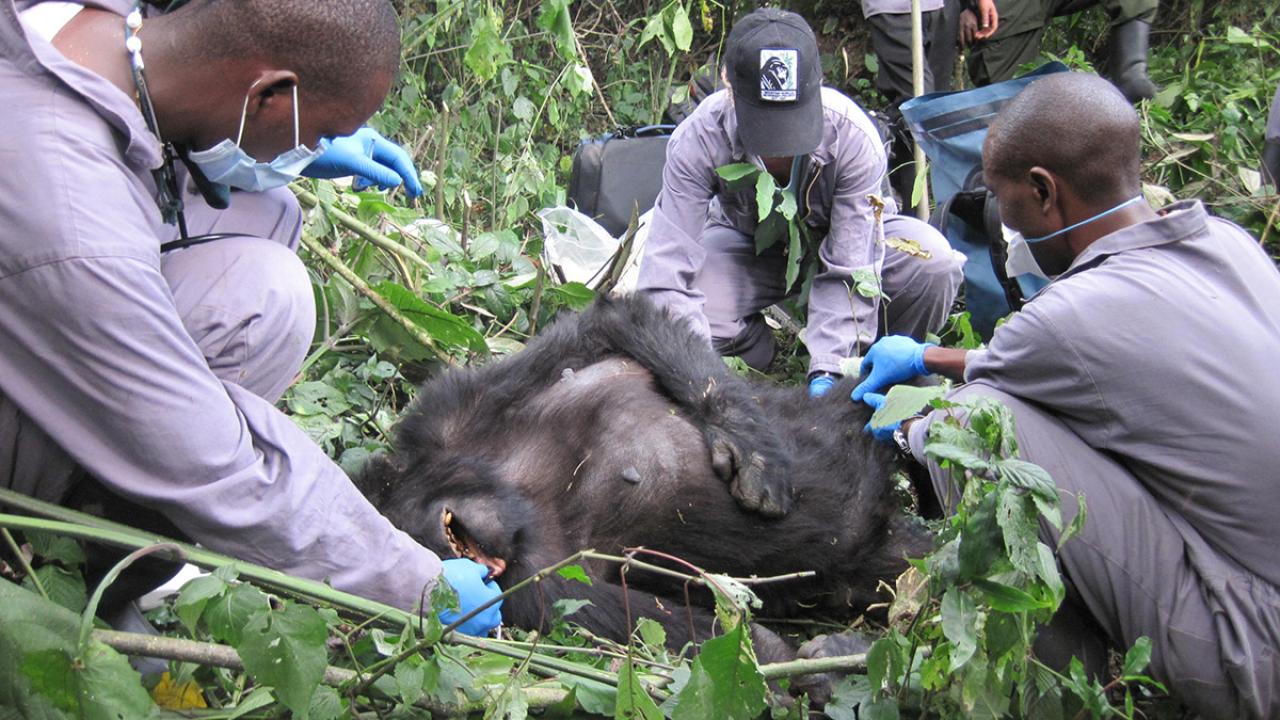Three veterinarians in masks tending to a downed gorilla