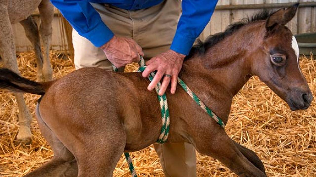 Photo of newborn foal standing held up by a rope harness