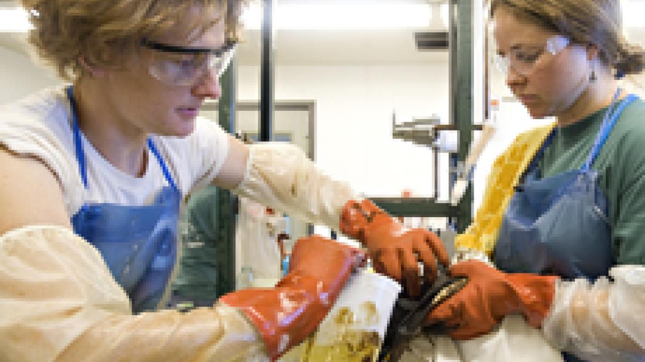 All oiled wildlife care in California is managed by the UC Davis School of Veterinary Medicines Wildlife Health Center. At right, UC Davis veterinarians Shannon Riggs, left, and technician January Bill wash an oiled bird on Nov. 1 at the rescue