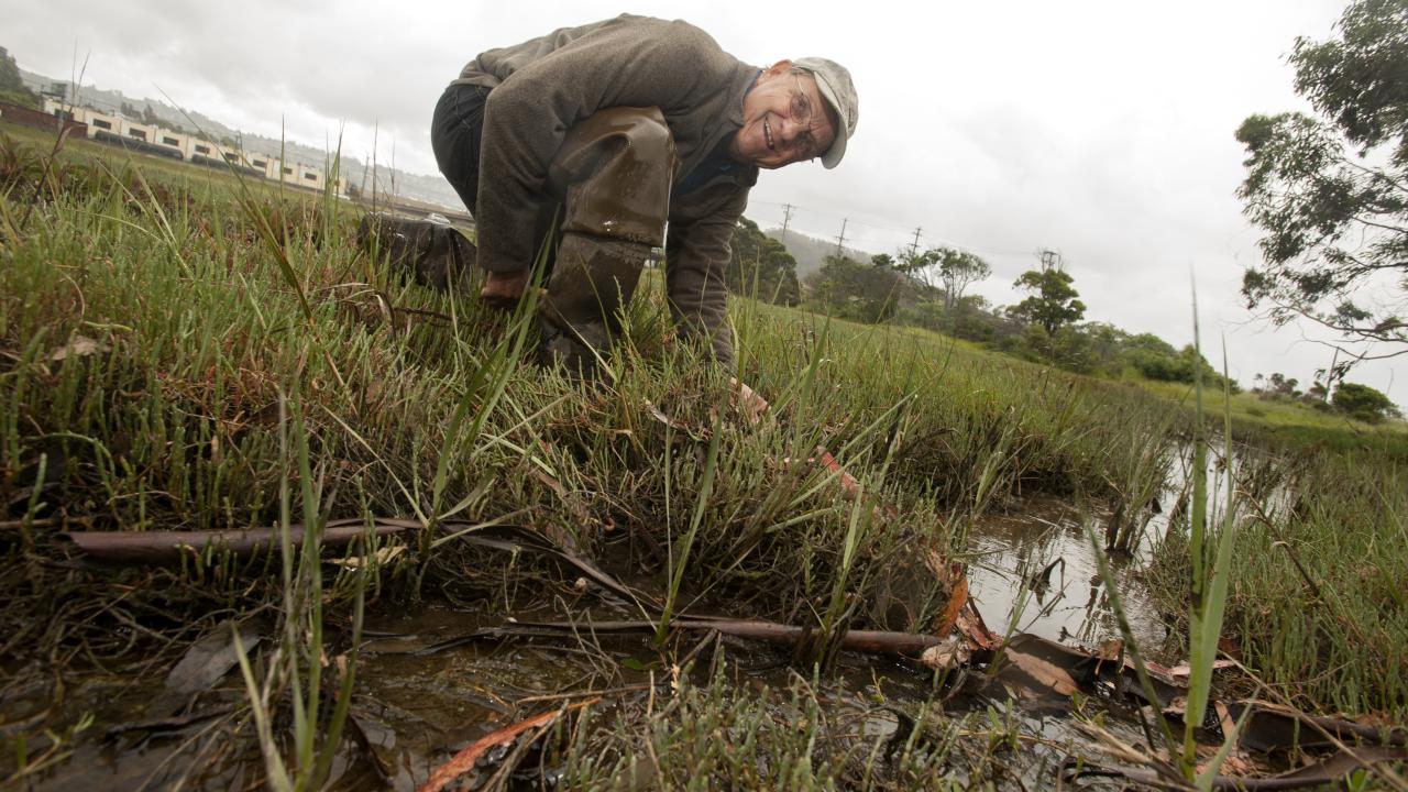 A man kneels in a salt marsh