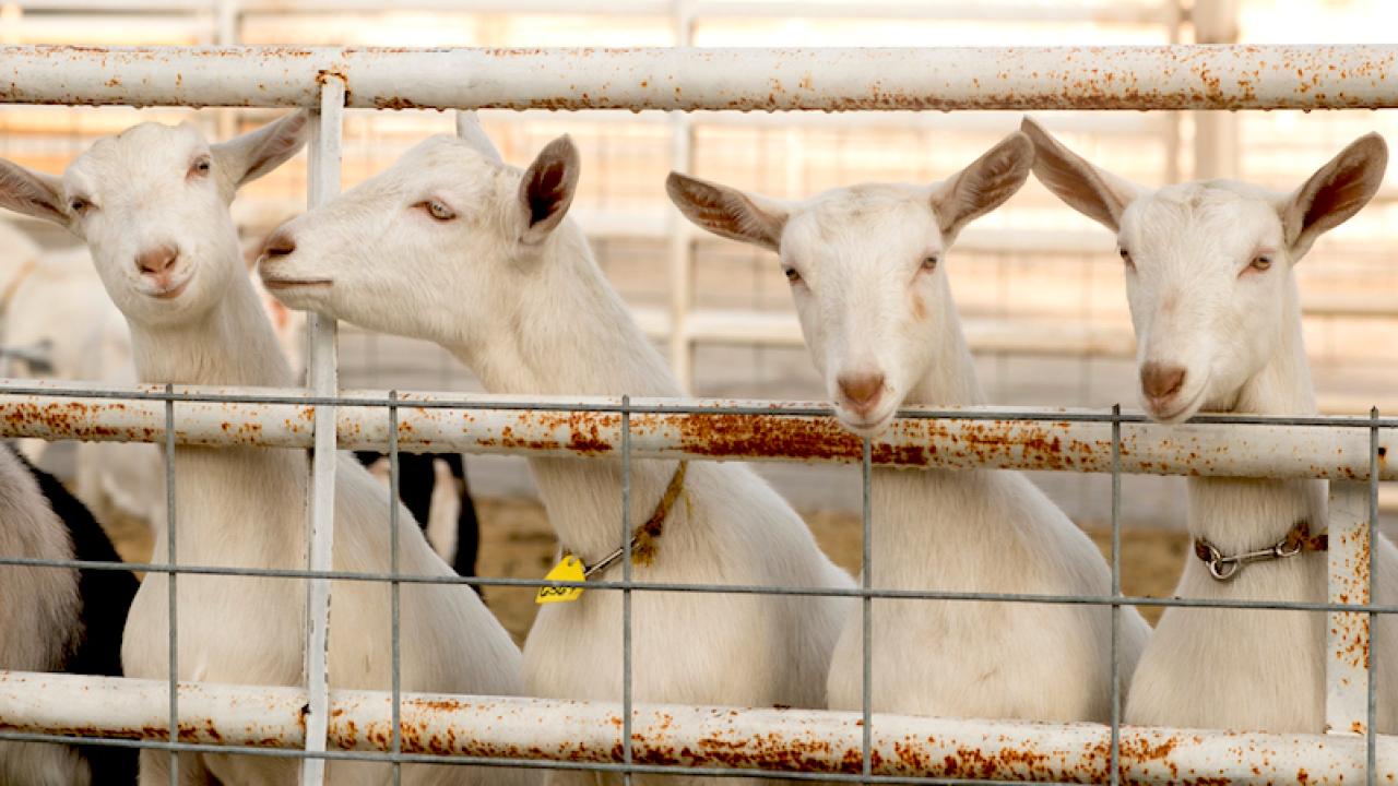 Four goats face the camera