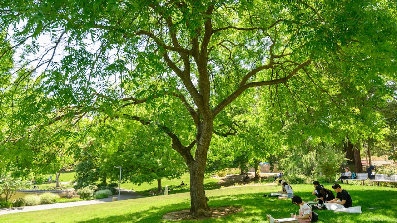 Students do art under a tree in park