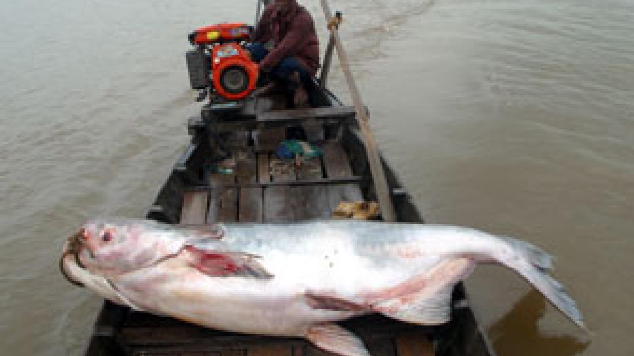 A fish like those Hogan has been researching dwarfs the boat on which it is conveyed.